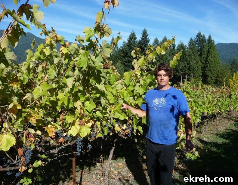 John Cabot in the Vineyards