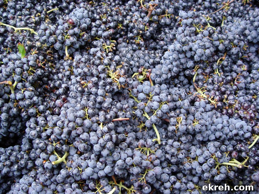 Grapes ready for crushing