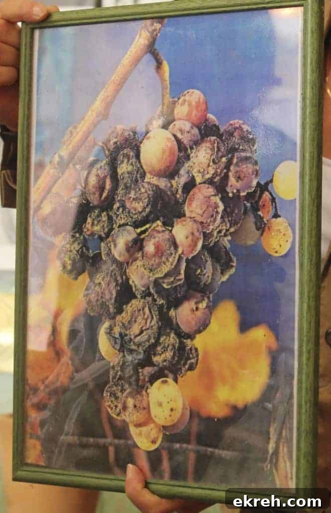 Botriatized grapes