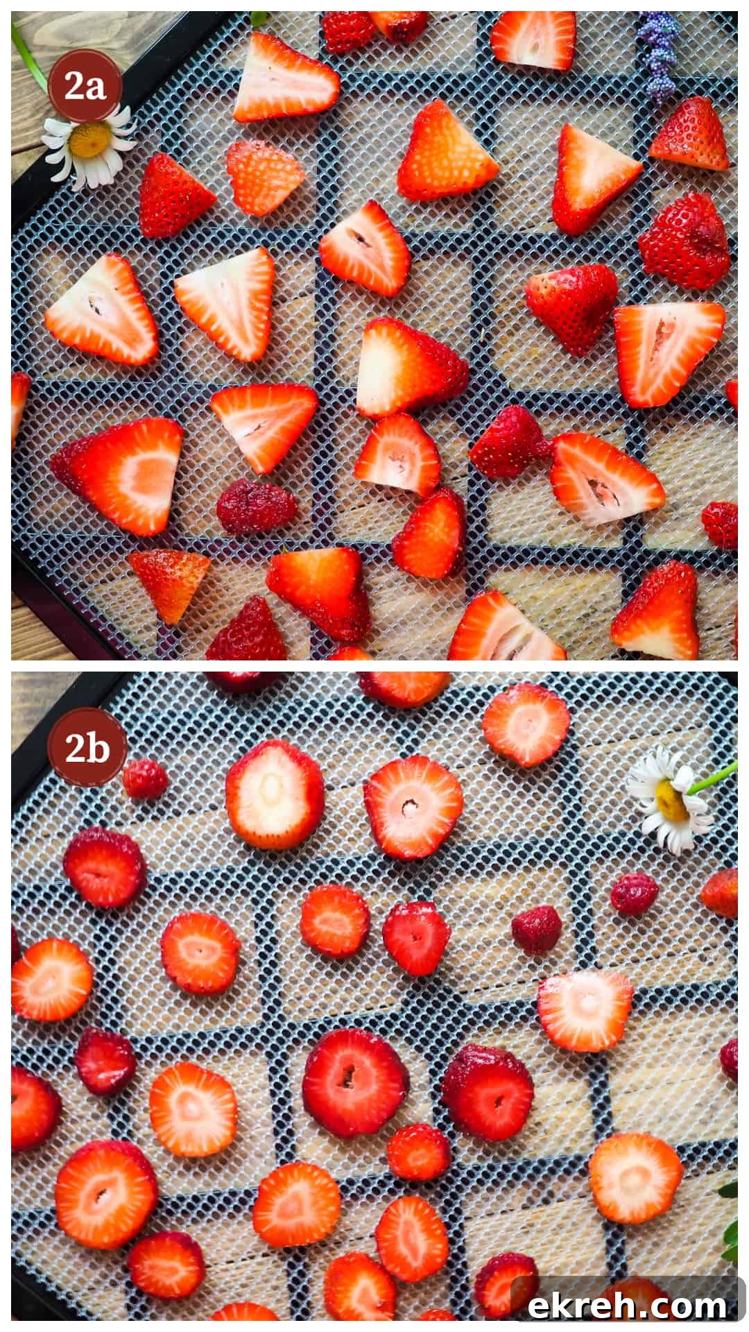 A process collage of images for making dehydrated strawberries, step 2 - sliced strawberries on the tray of a dehydrator.