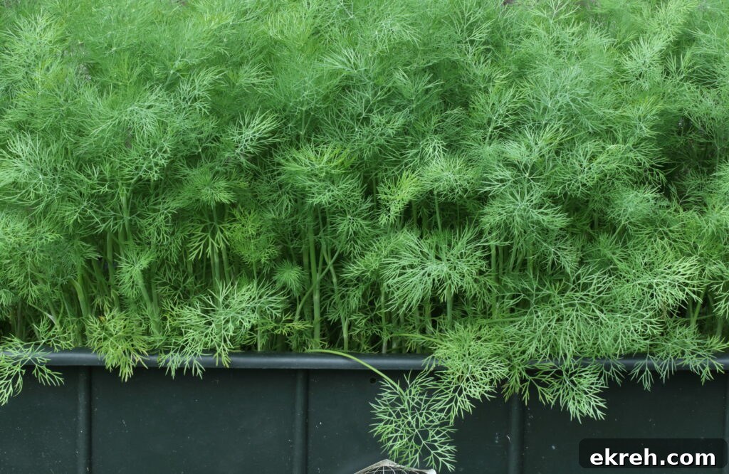 Dill growing abundantly in an Earth Box container