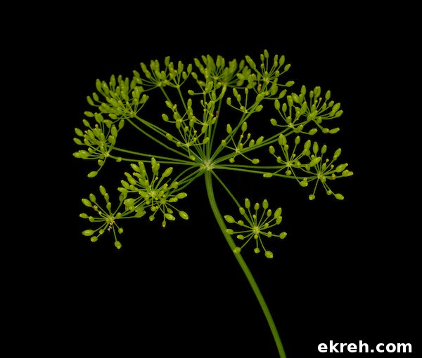 An artsy photo of a dill head against a black background