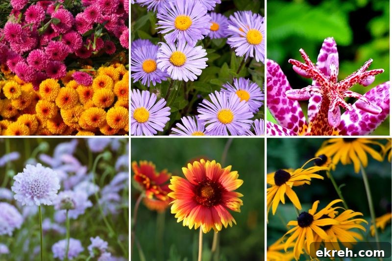 flowers to plant in fall