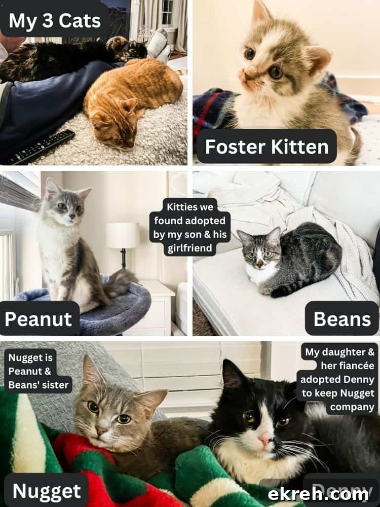Simply Stated Episode 49: Actionable Insights 3 Collage of cats adopted by Anne's family.
