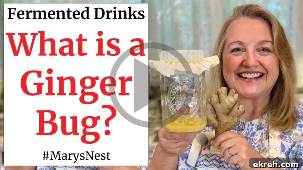 How to Make a Ginger Bug for Making Probiotic Rich Fermented Drinks Video
