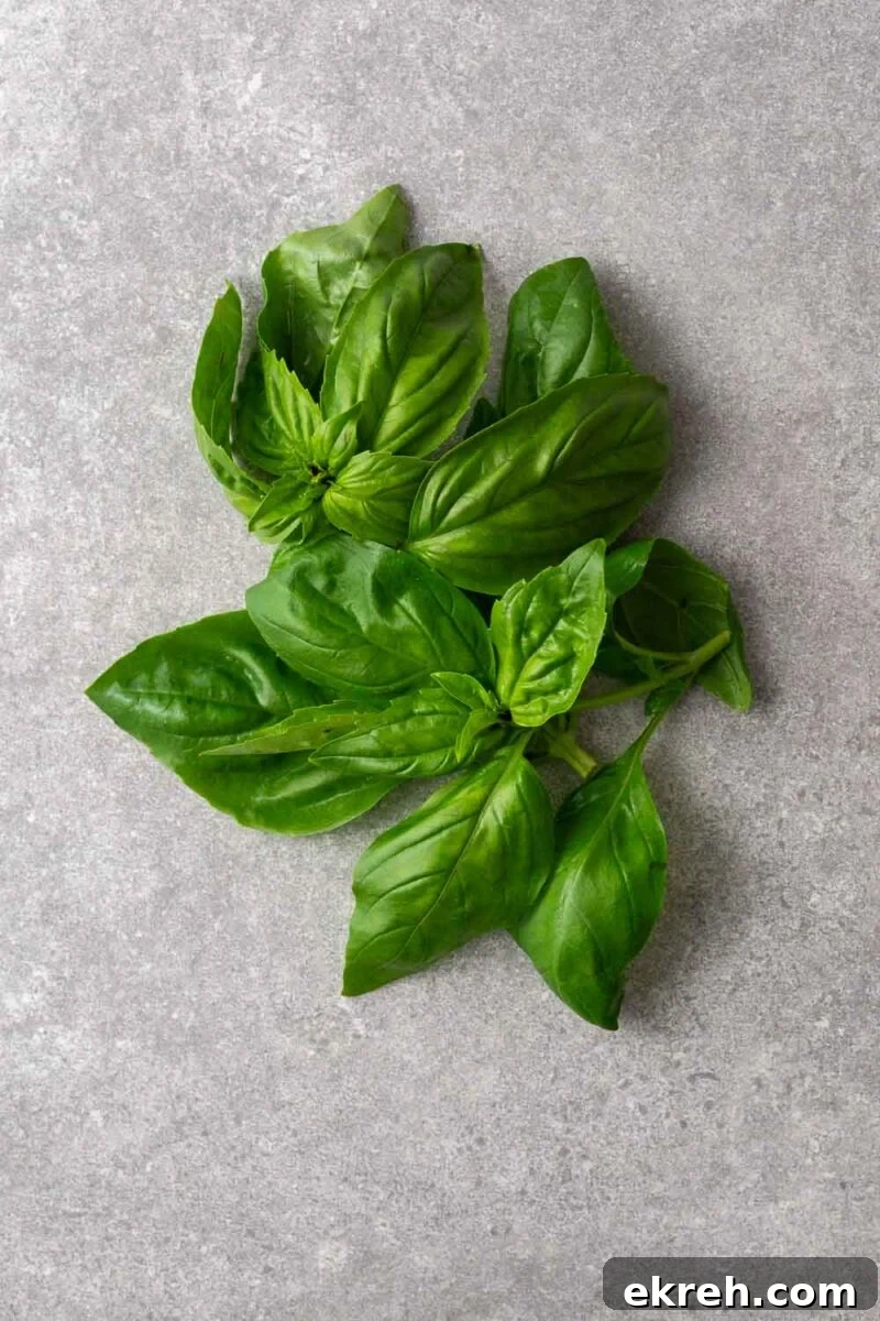 A bunch of fresh sweet basil leaves.