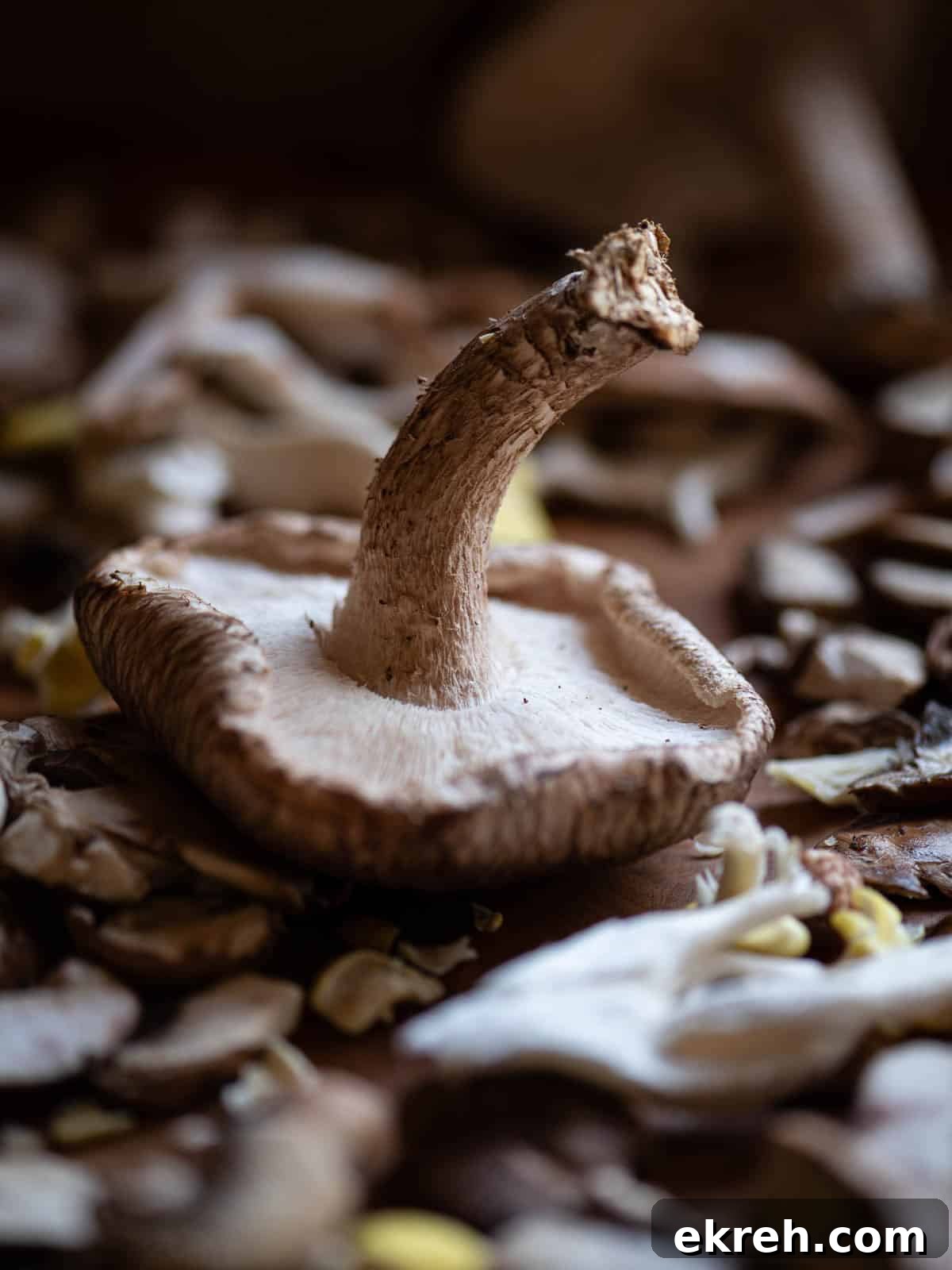 Close up of Portobello mushrooms on a bed of other mushrooms.
